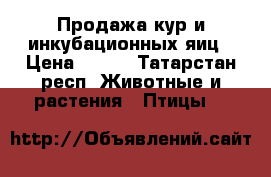Продажа кур и инкубационных яиц › Цена ­ 120 - Татарстан респ. Животные и растения » Птицы   